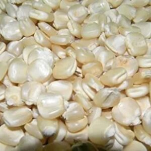 White Corn -GMO