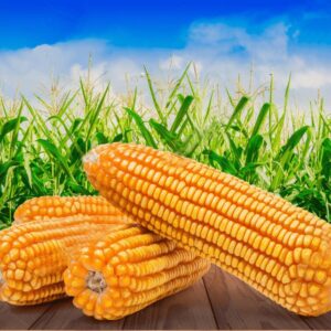 Yellow Corn -Non-GMO