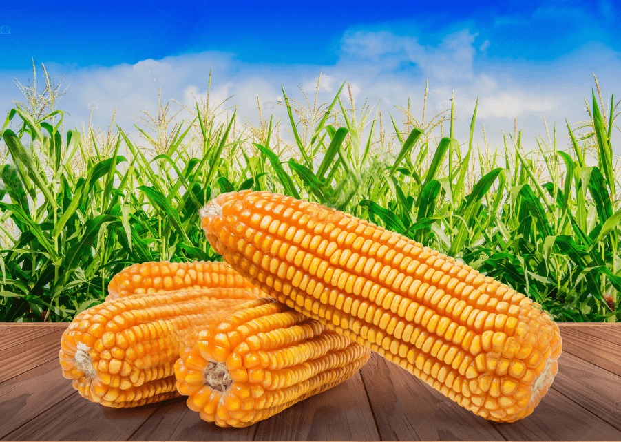 Yellow Corn -Non-GMO