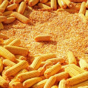 Yellow Corn -GMO